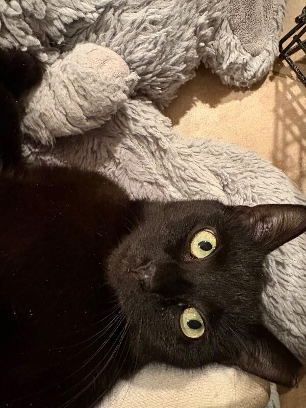 Enlarge Mariah, a Adoptable Domestic Short Hair in North Babylon, NY image 5/5