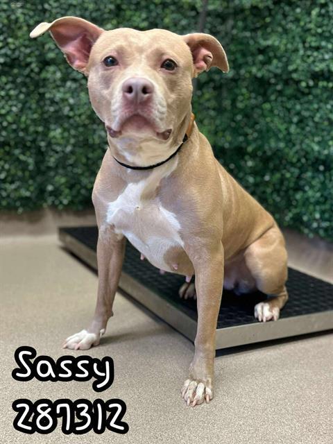 SASSY, Adoptable, Young Female American Bulldog & Mixed Breed.