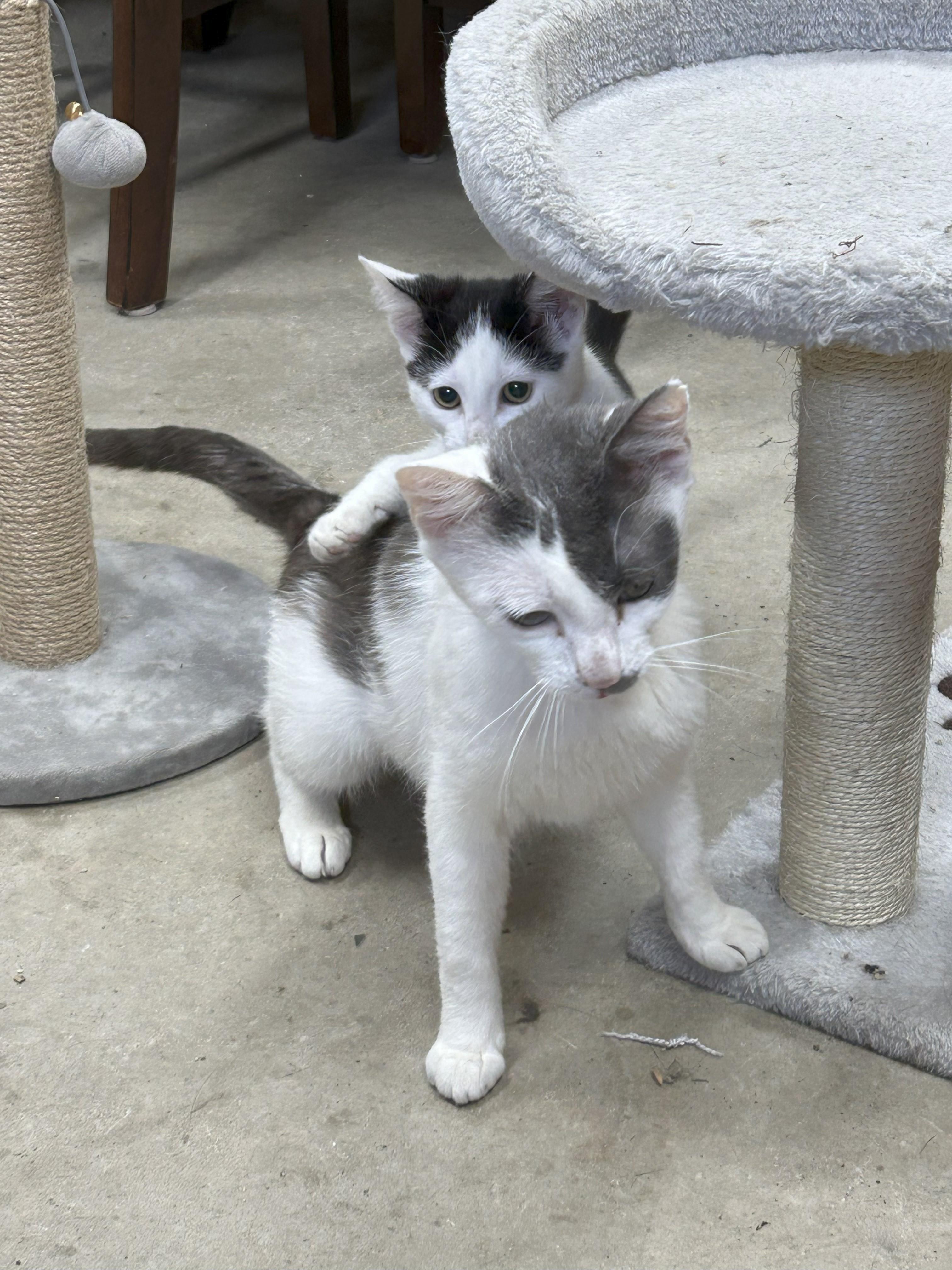 Cookie, an adoptable Domestic Short Hair in Butte, MT, 59701 | Photo Image 3