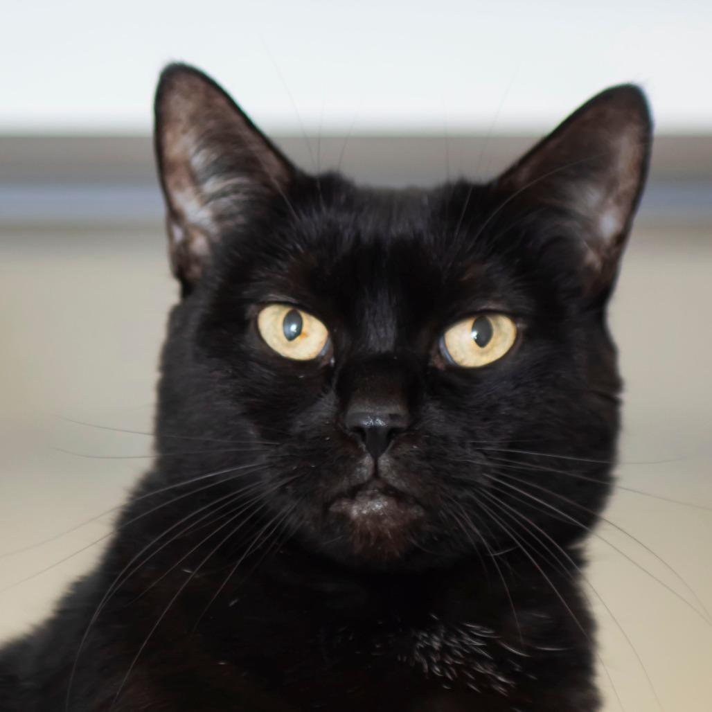 Enlarge Lola, a Adoptable Domestic Short Hair in Middletown, RI image 1/1