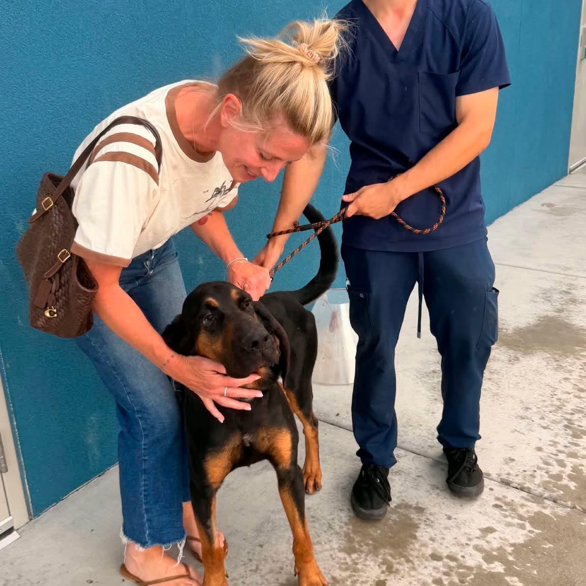 Deputy, a ADOPTABLE Bloodhound in Chino valley, AZ image 2/3