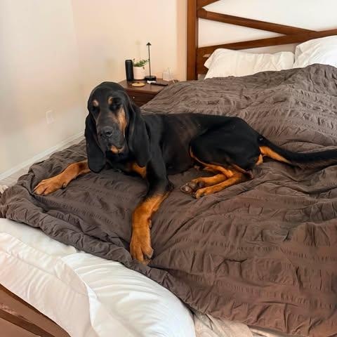 Deputy, ADOPTABLE, Adult Male Bloodhound.