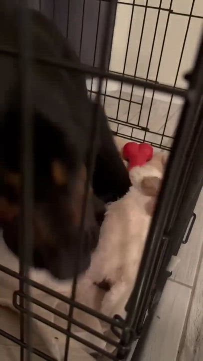 Enlarge Deputy, a ADOPTABLE Bloodhound in Chino valley, AZ video 3/3