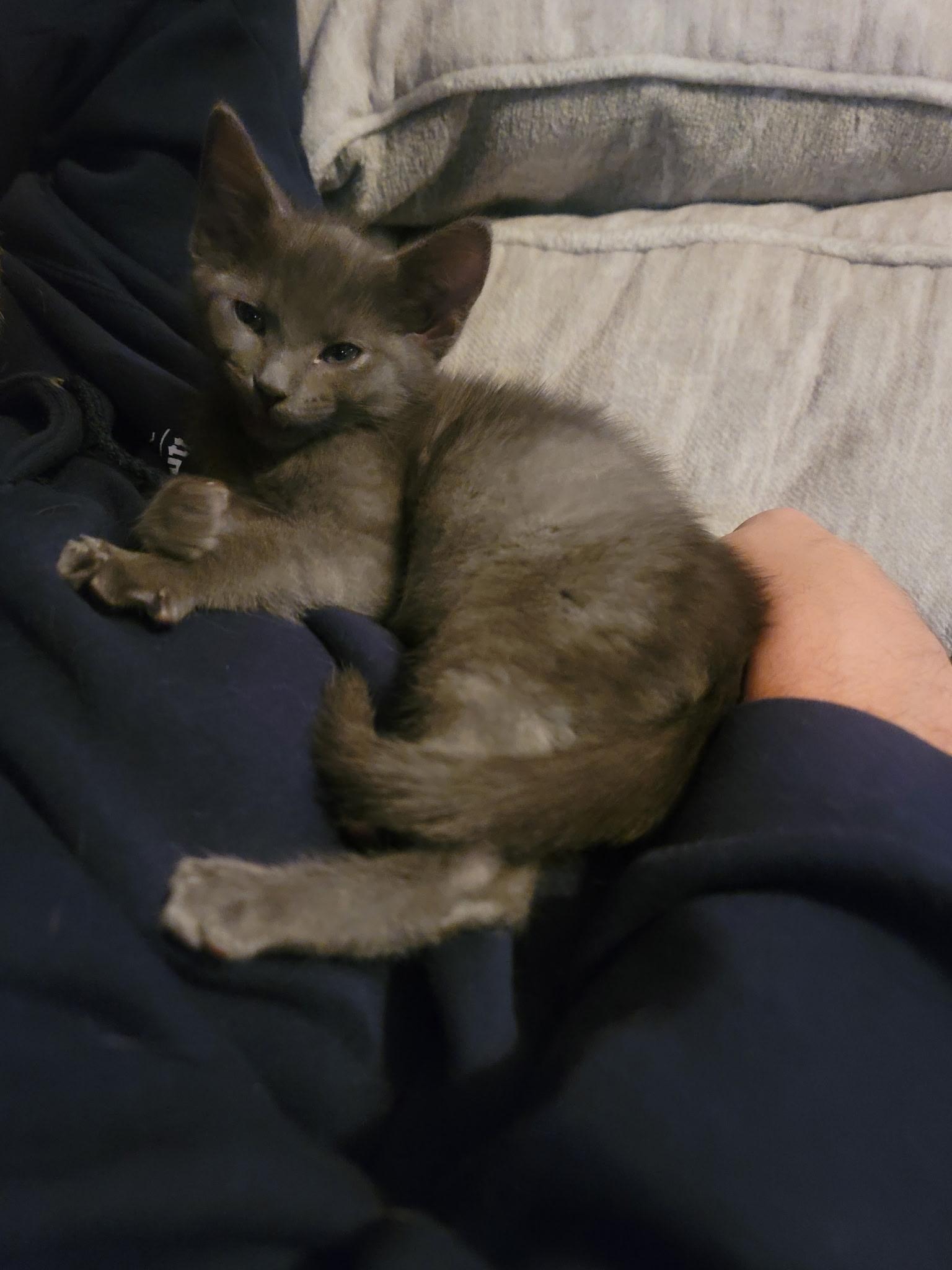 Enlarge Freya, a Adopted Domestic Short Hair in Indianapolis, IN image 1/3