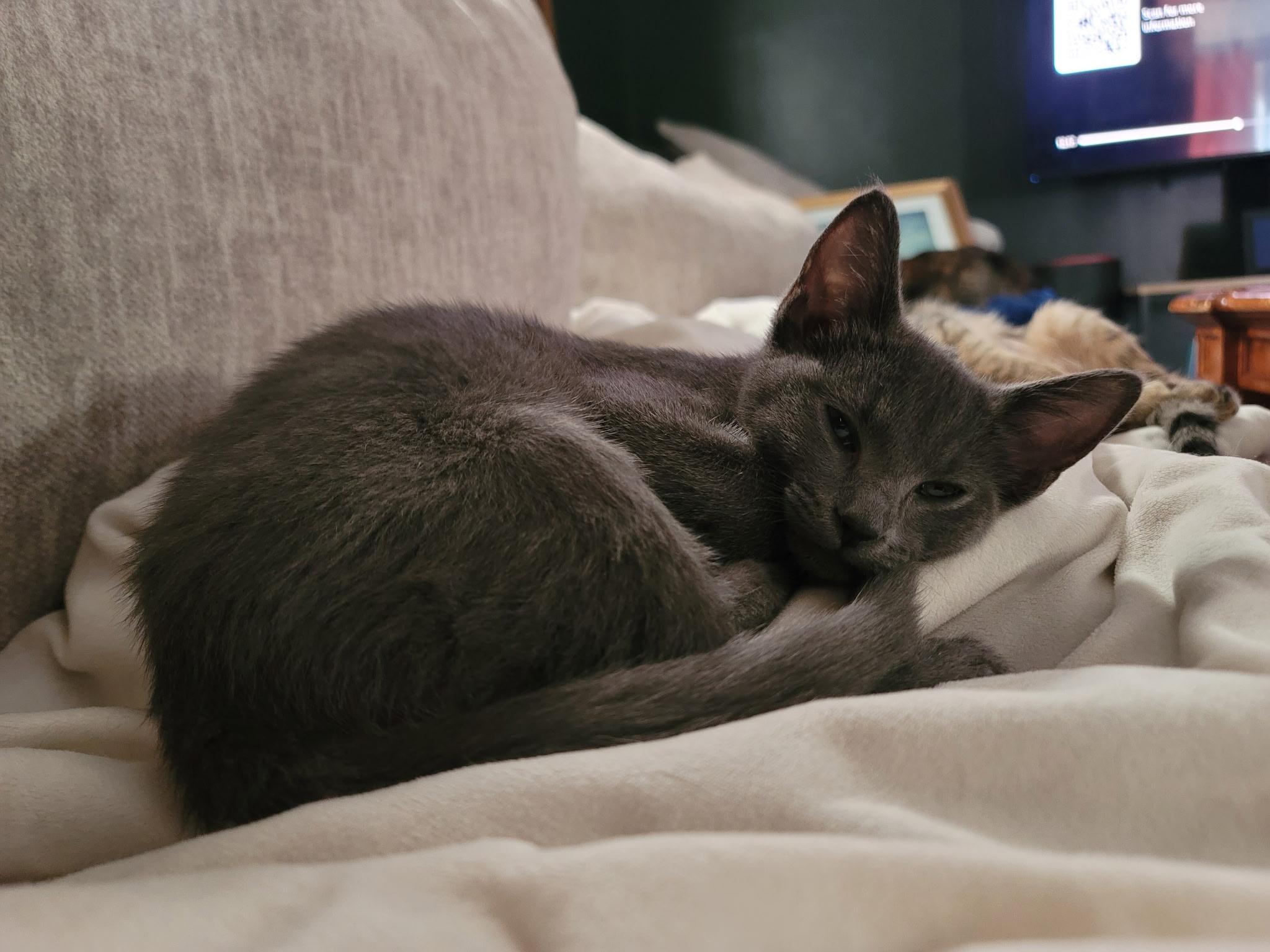 Enlarge Freya, a Adopted Domestic Short Hair in Indianapolis, IN image 3/3