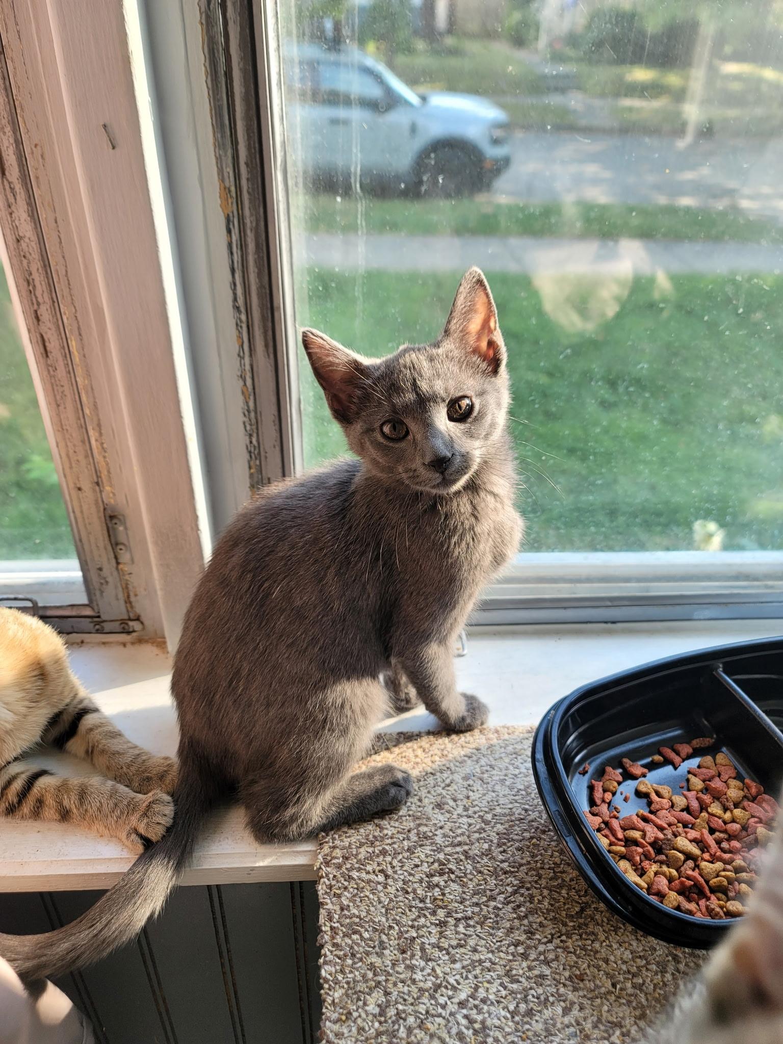 Enlarge Freya, a Adopted Domestic Short Hair in Indianapolis, IN image 2/3