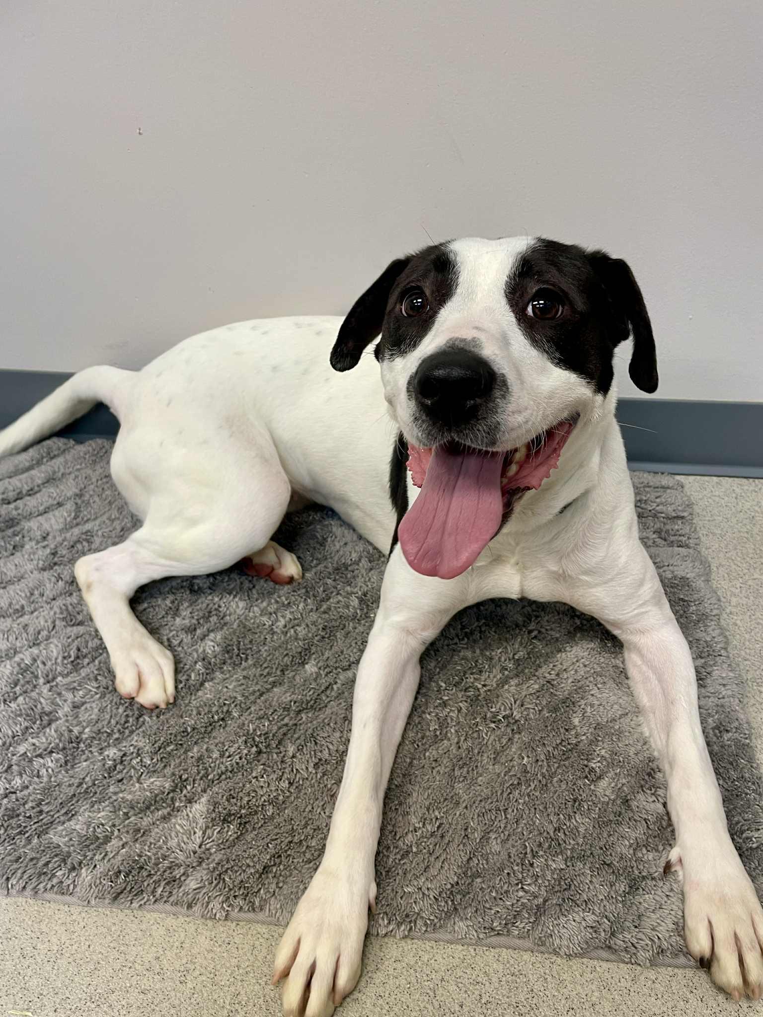 Soy, an adoptable Pointer in Waterloo, IA, 50703 | Photo Image 3