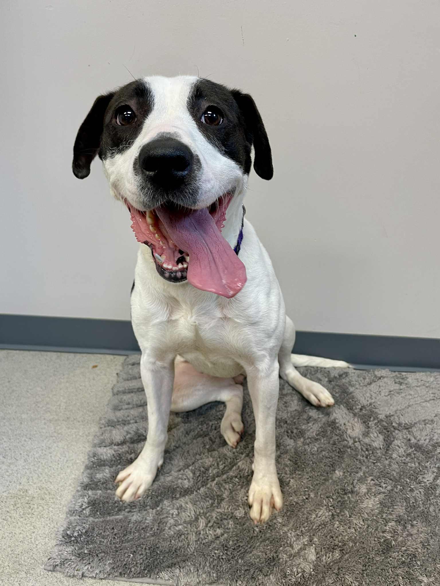 Soy, an adoptable Pointer in Waterloo, IA, 50703 | Photo Image 6