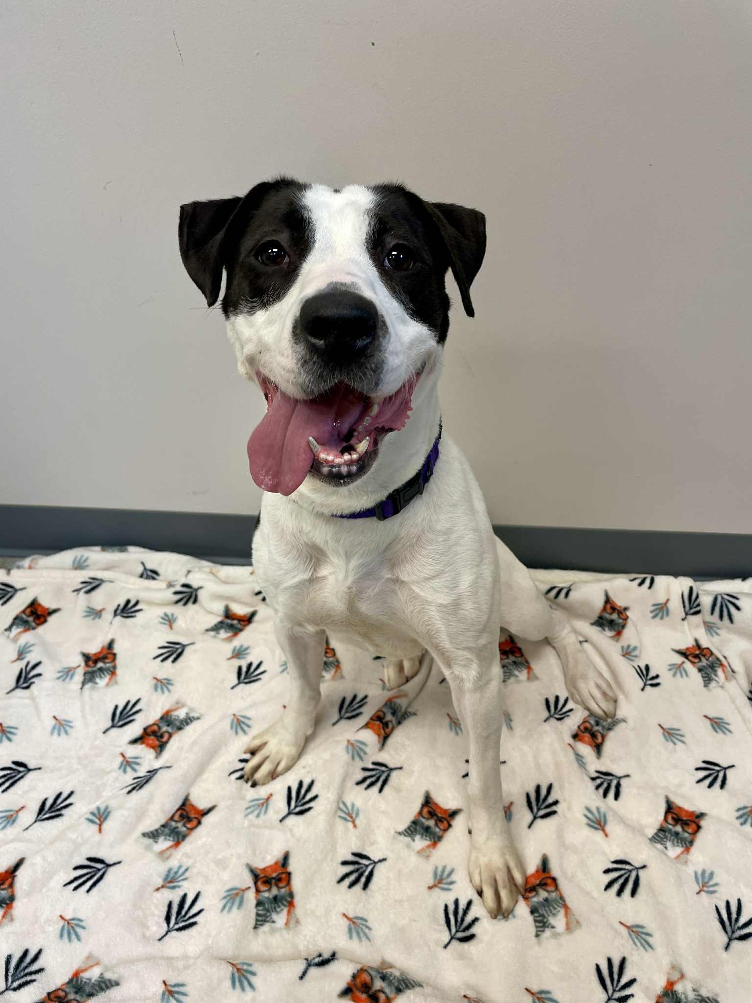 Soy, an adoptable Pointer in Waterloo, IA, 50703 | Photo Image 5