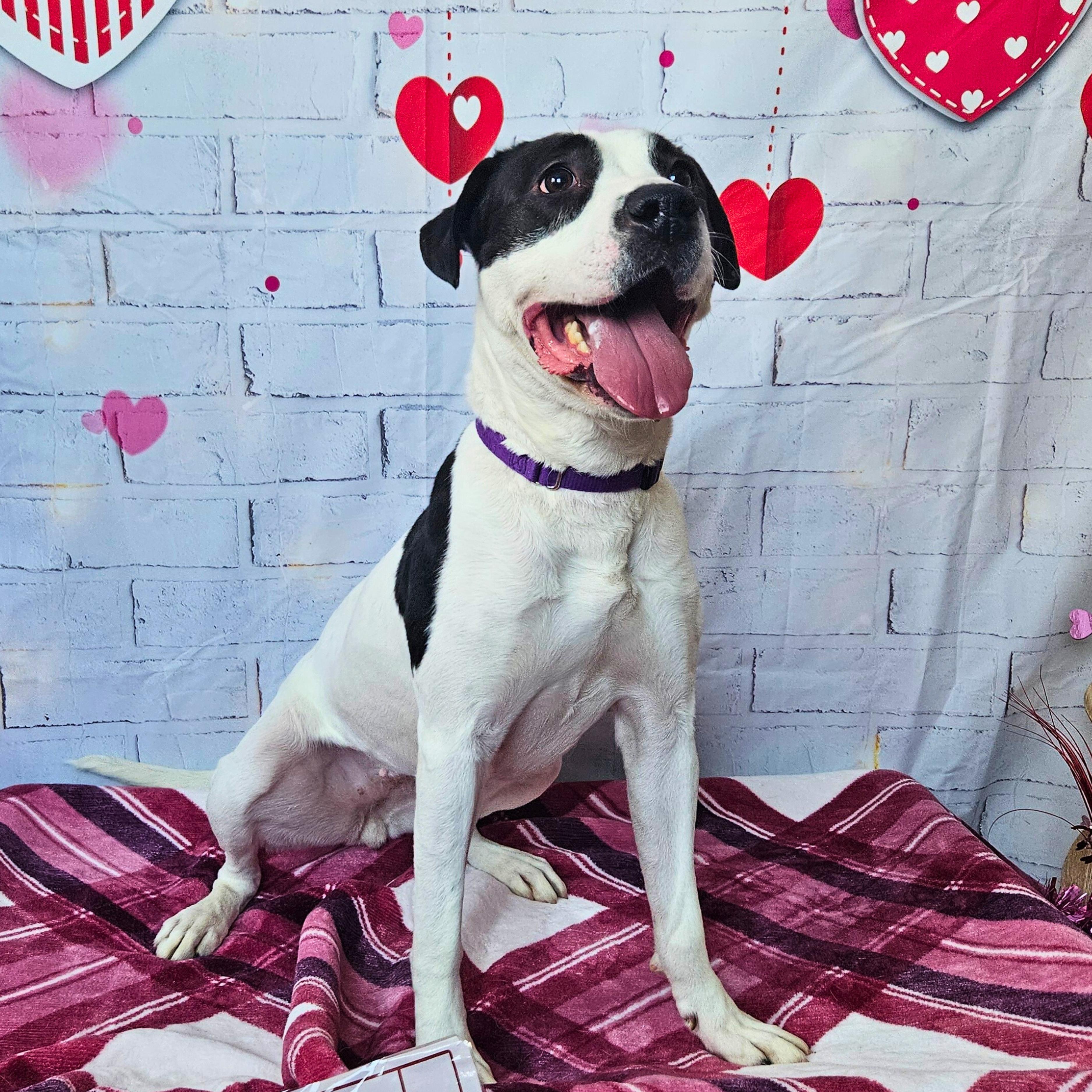 Enlarge Soy, a Adoptable mixed breed in Waterloo, IA image 1/6