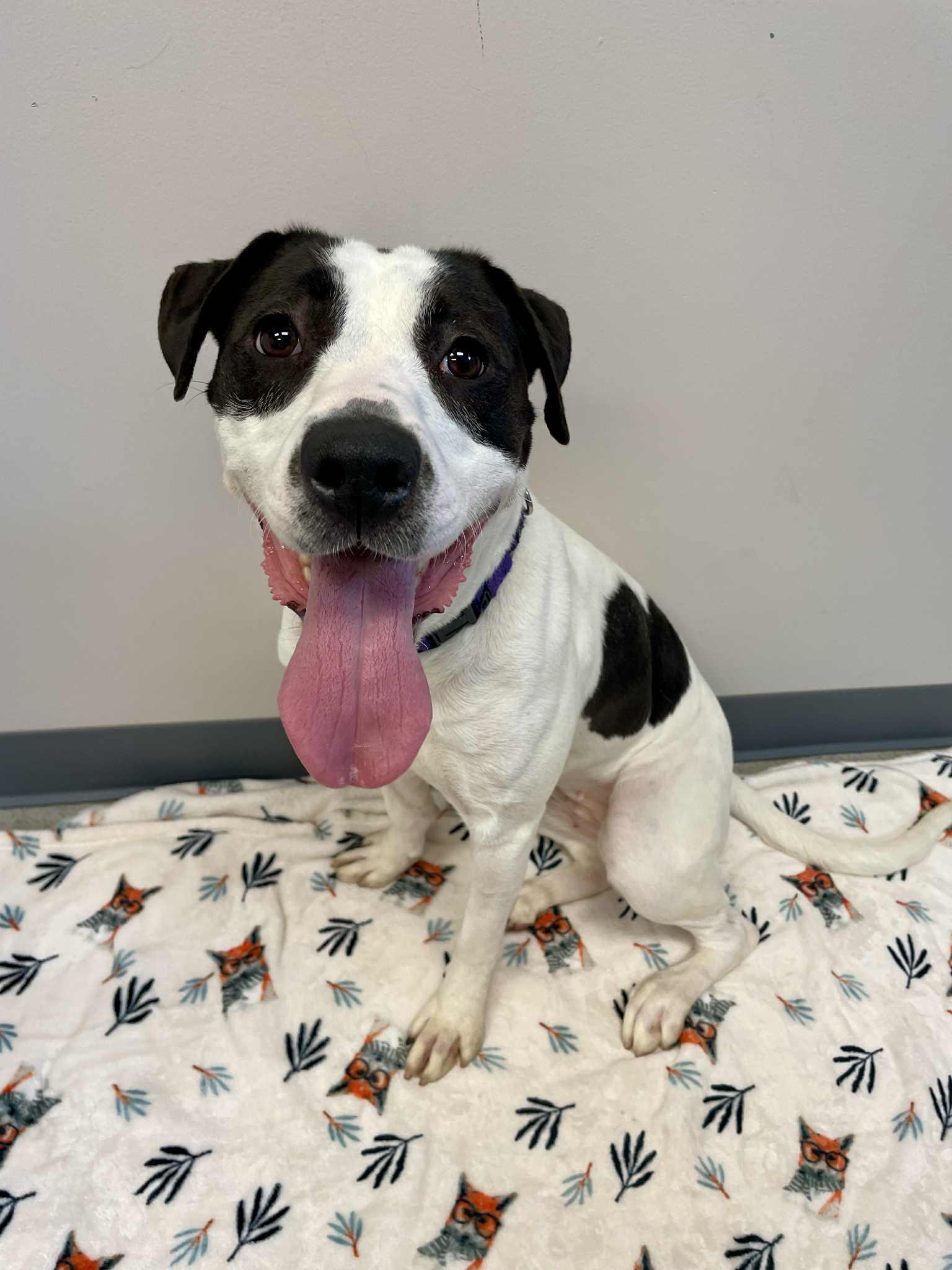 Enlarge Soy, a Adoptable mixed breed in Waterloo, IA image 4/6