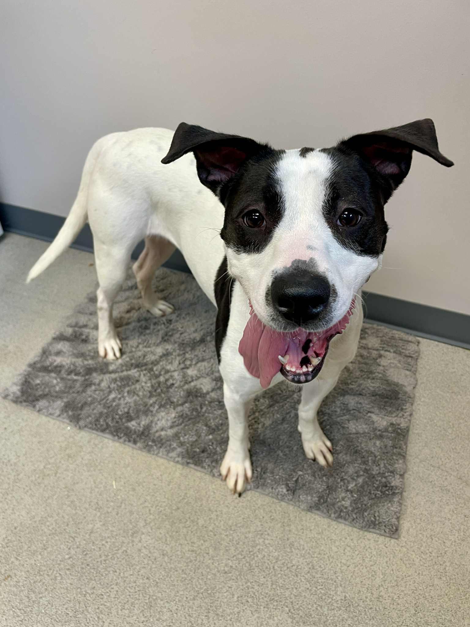 Soy, Adoptable, Adult Female Pointer.