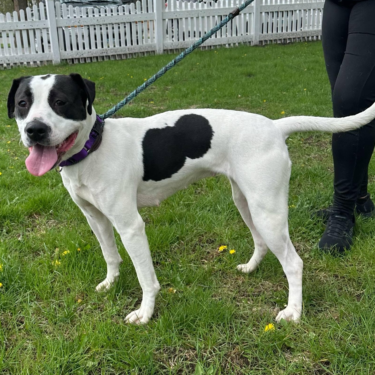 Soy, an adoptable Pointer in Waterloo, IA, 50703 | Photo Image 2