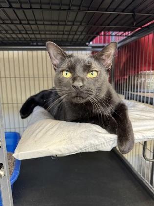 Enlarge Mockingbird, a Adoptable Domestic Short Hair in Montclair, NJ image 1/1