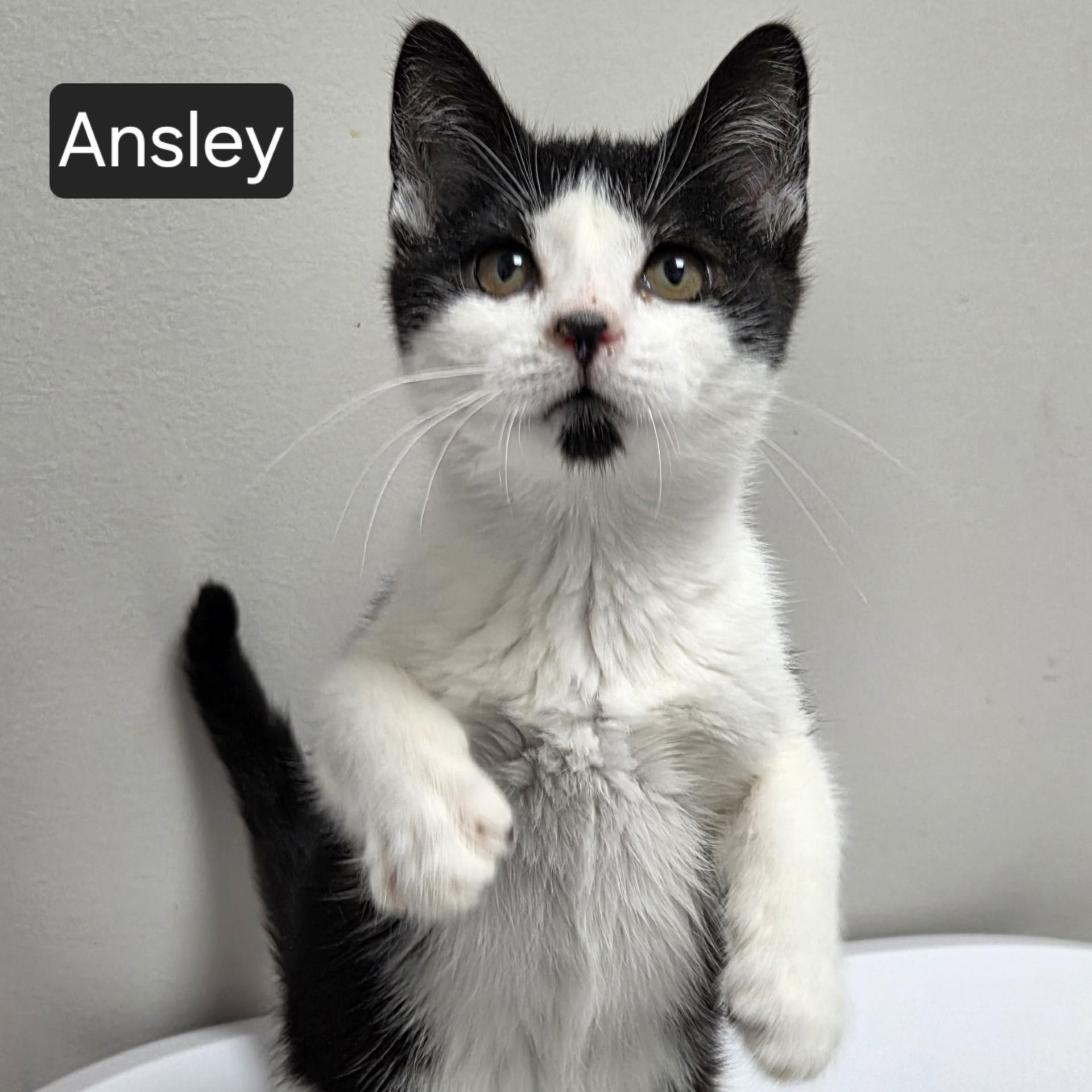 Enlarge Ansley, an adopted Domestic Short Hair in SNOW HILL, NC image 1/2
