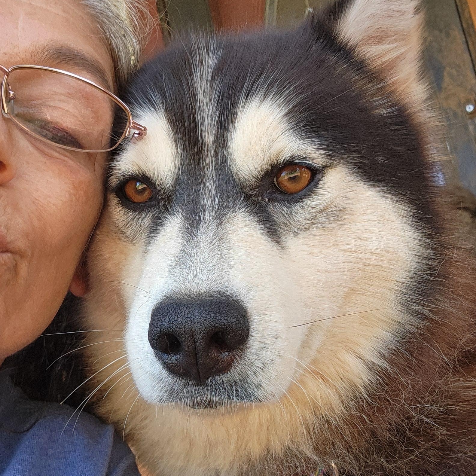 Enlarge Misty Rose, a Adoptable Siberian Husky in Stuart, VA image 1/5