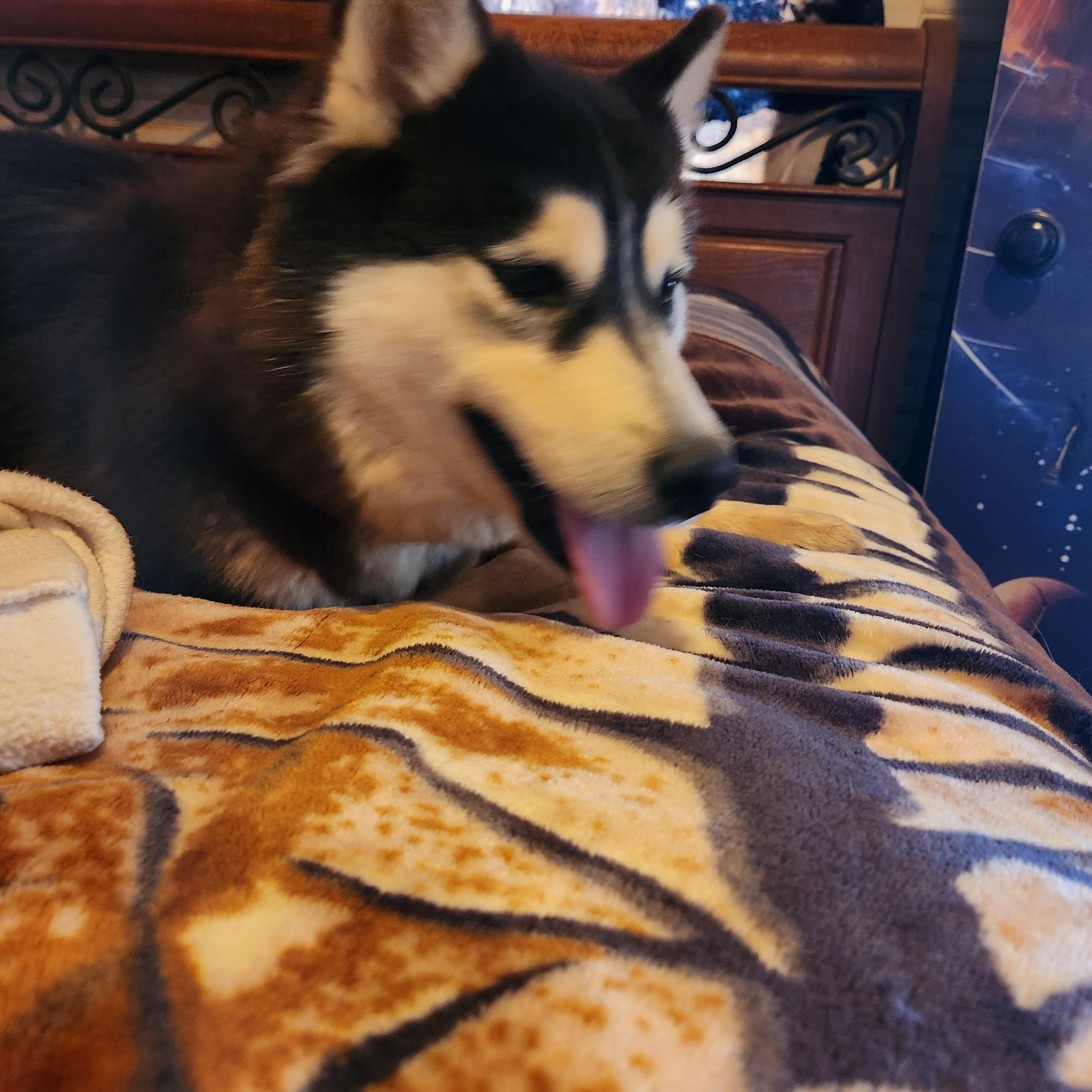 Enlarge Misty Rose, a Adoptable Siberian Husky in Stuart, VA image 2/5