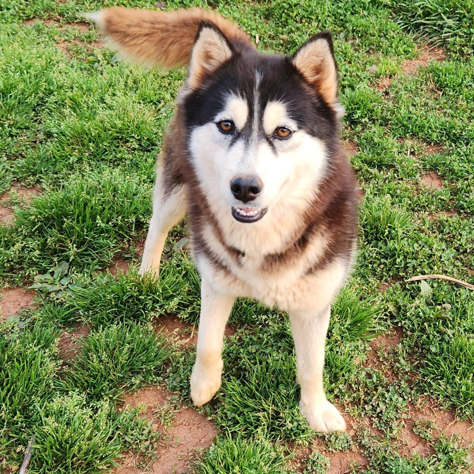 Enlarge Misty Rose, a Adoptable Siberian Husky in Stuart, VA image 4/5