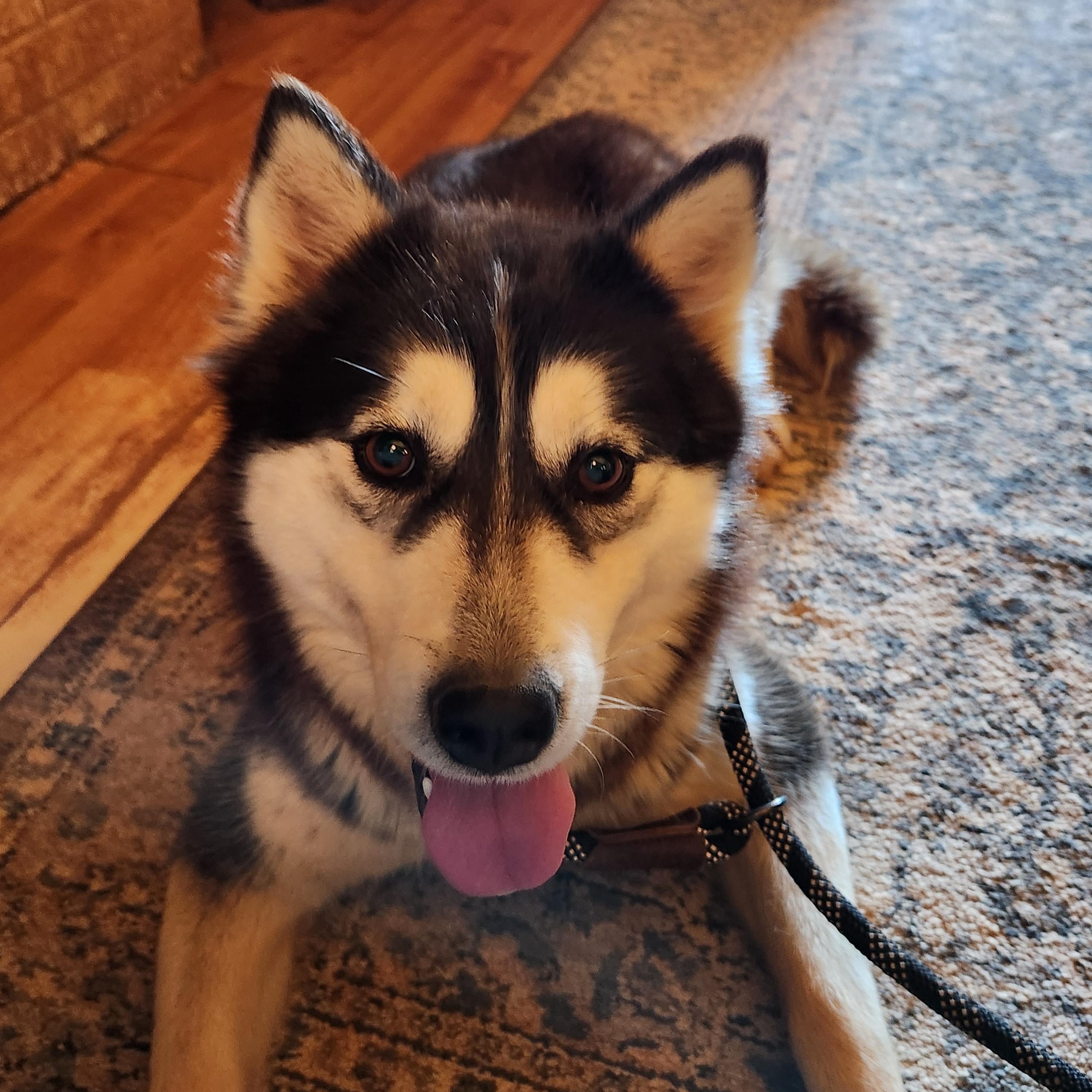 Enlarge Misty Rose, a Adoptable Siberian Husky in Stuart, VA image 5/5