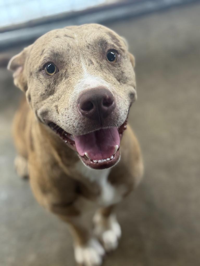 Spud, Adoptable, Adult Male Pit Bull Terrier.