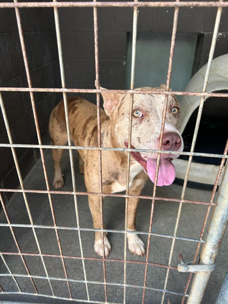 Enlarge Spud, a Adoptable Pit Bull Terrier in Russellville, KY image 1/3
