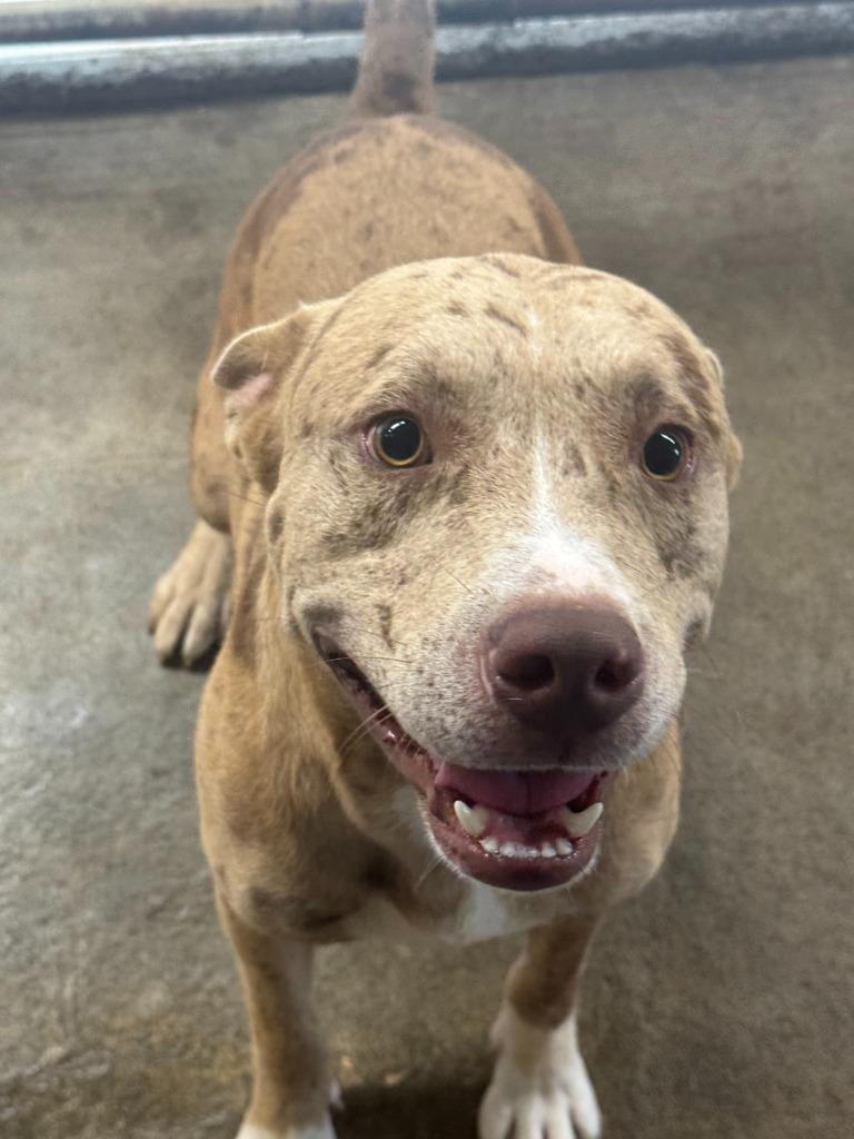 Enlarge Spud, a Adoptable Pit Bull Terrier in Russellville, KY image 2/3