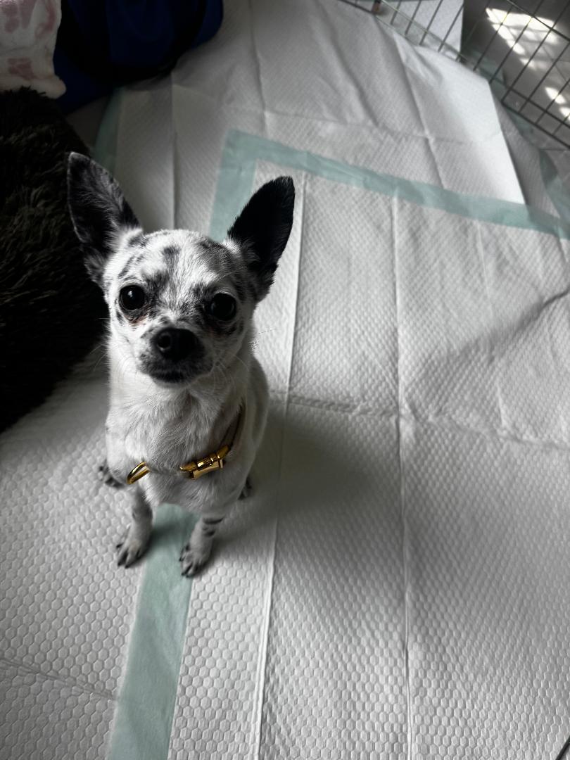 Speckles, a Adoptable Chihuahua in Los Angeles, CA image 1/5