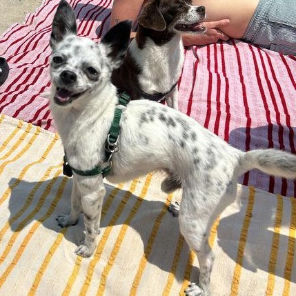 Speckles, a Adoptable Chihuahua in Los Angeles, CA image 2/5