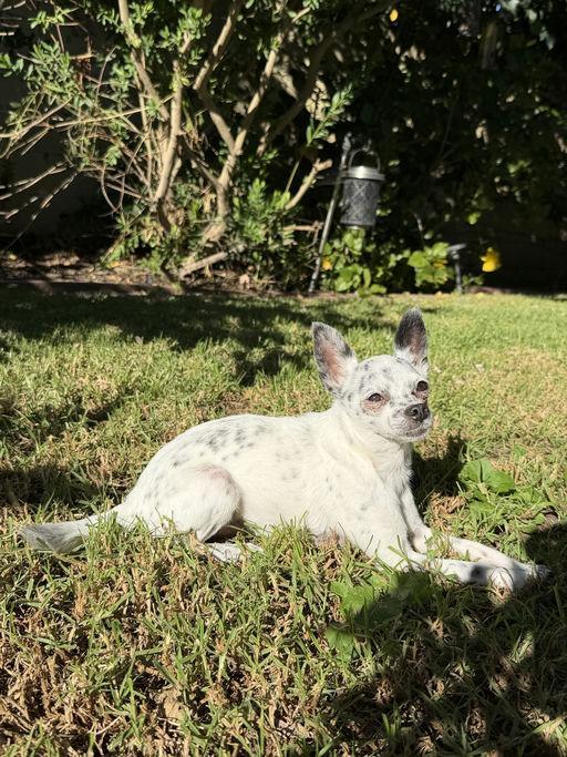 Speckles, a Adoptable Chihuahua in Los Angeles, CA image 3/5