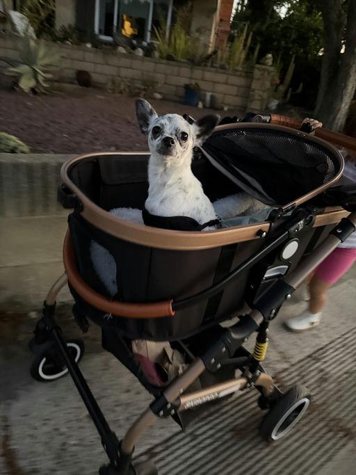 Speckles, a Adoptable Chihuahua in Los Angeles, CA image 4/5