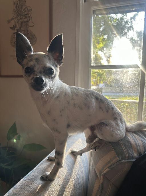 Speckles, a Adoptable Chihuahua in Los Angeles, CA image 5/5