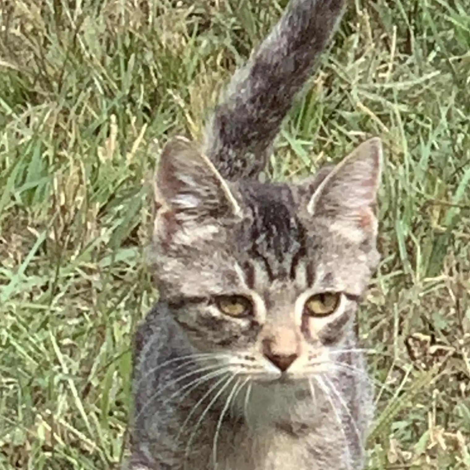 Ivey, Adoptable, Kitten Female Domestic Short Hair.
