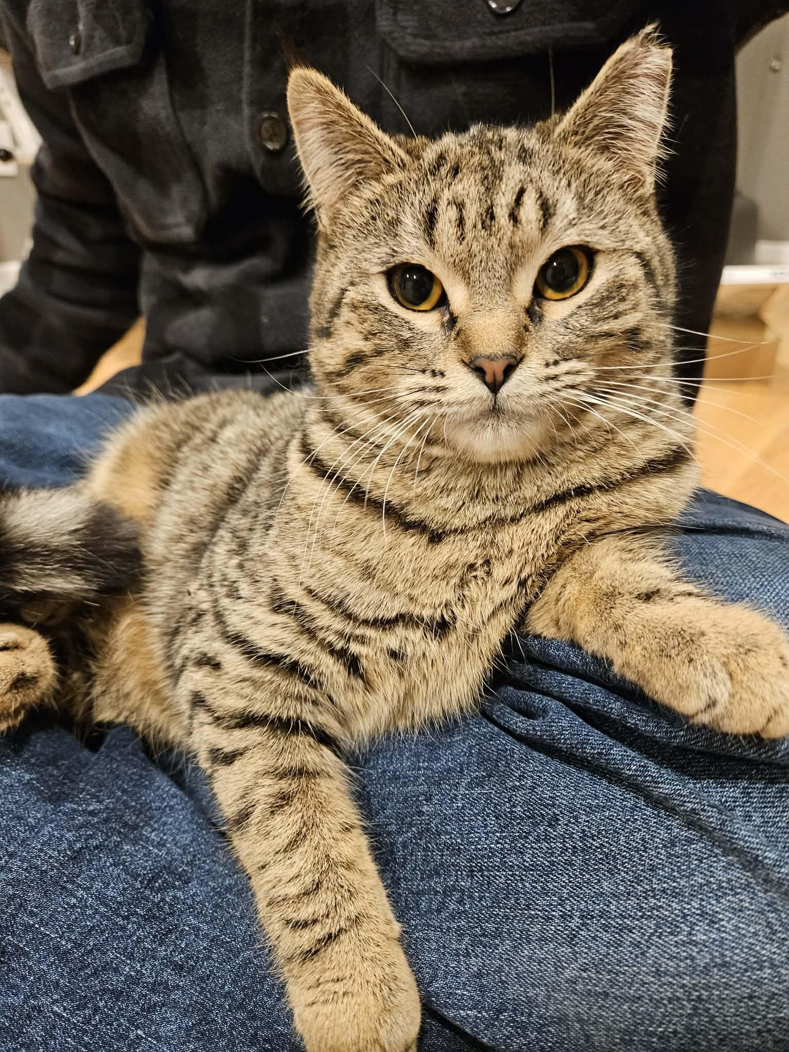 Enlarge Kamie, a Adoptable Domestic Short Hair in Crystal, MN image 1/3