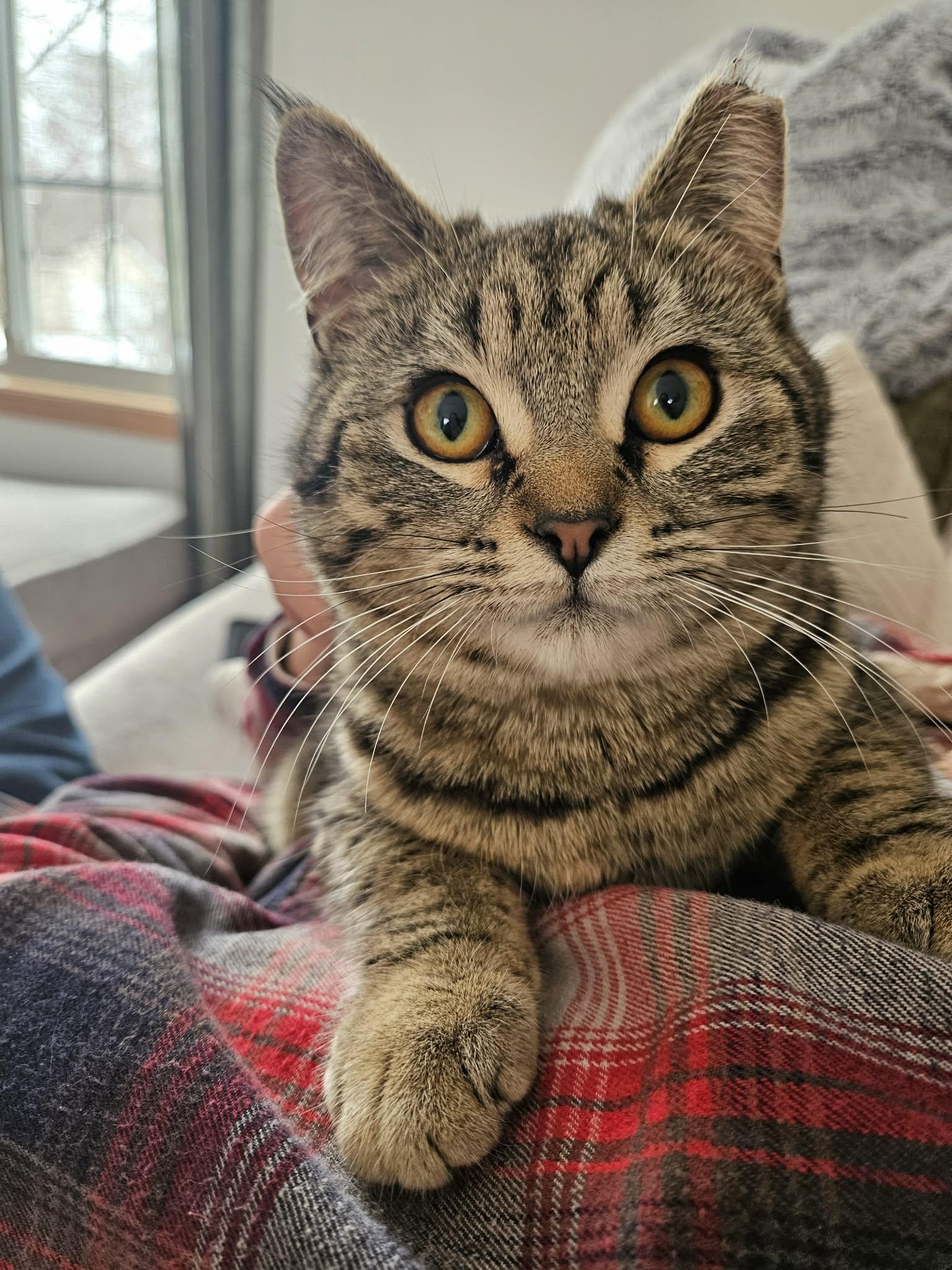 Enlarge Kamie, a Adoptable Domestic Short Hair in Crystal, MN image 2/3