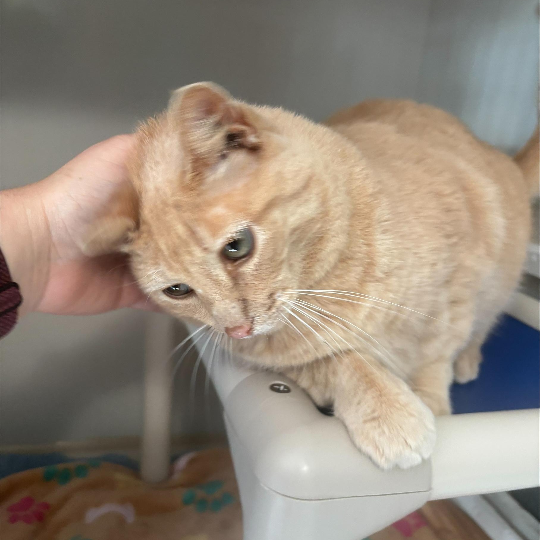 Enlarge Leo, a ADOPTABLE Domestic Short Hair in Hutchinson, MN image 4/5