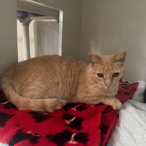 Enlarge Leo, a ADOPTABLE Domestic Short Hair in Hutchinson, MN image 5/5