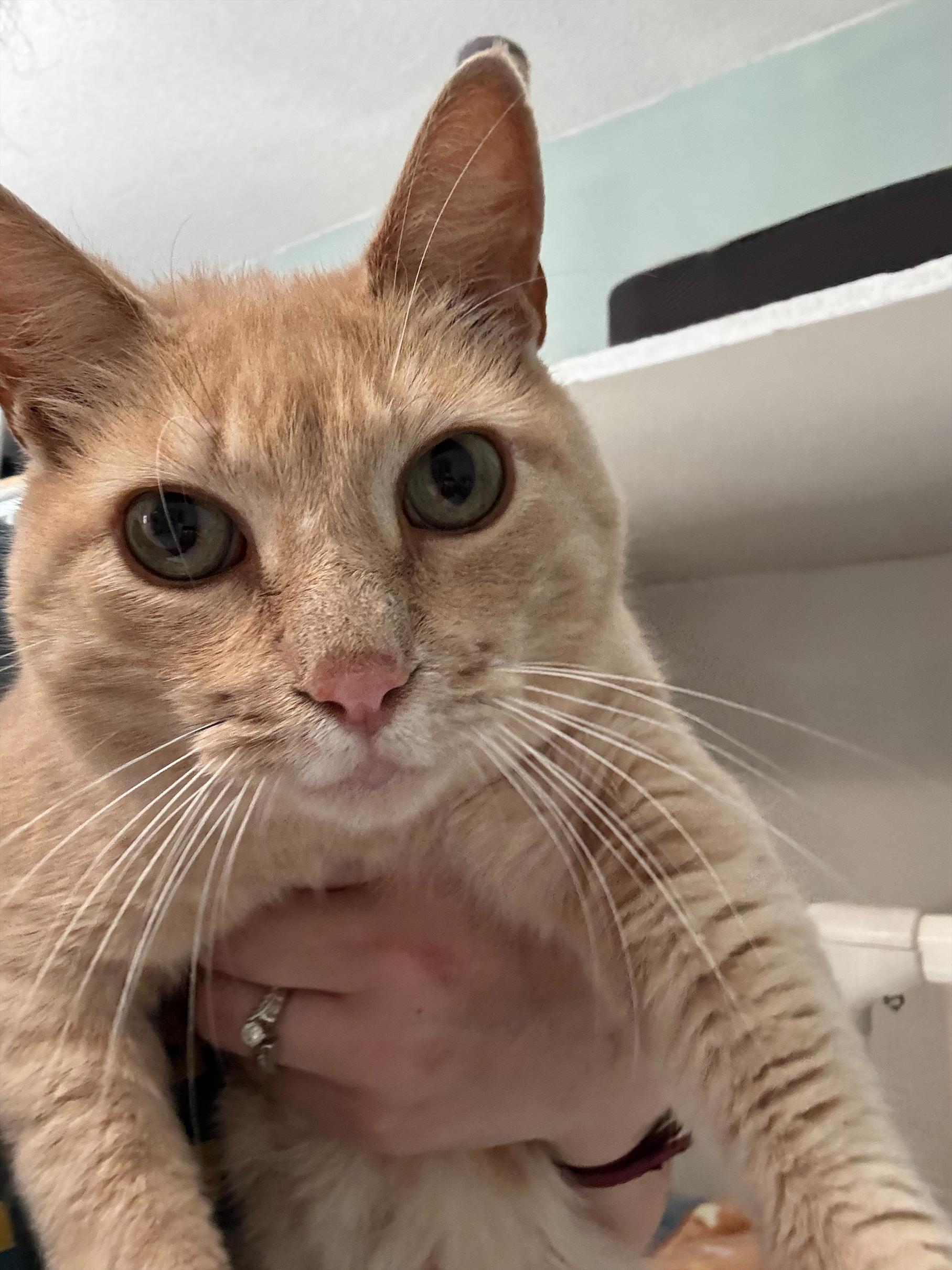 Enlarge Leo, a ADOPTABLE Domestic Short Hair in Hutchinson, MN image 3/5