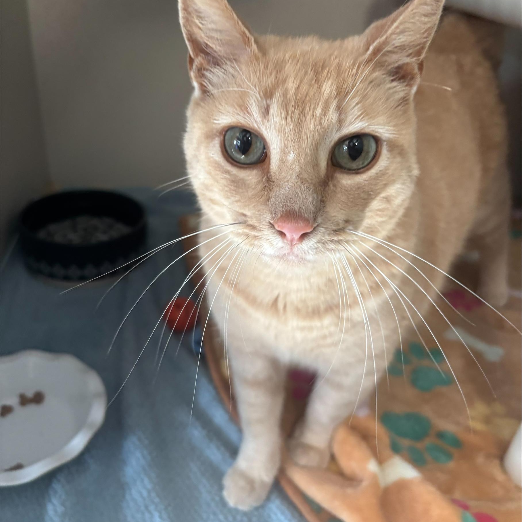 Enlarge Leo, a ADOPTABLE Domestic Short Hair in Hutchinson, MN image 2/5