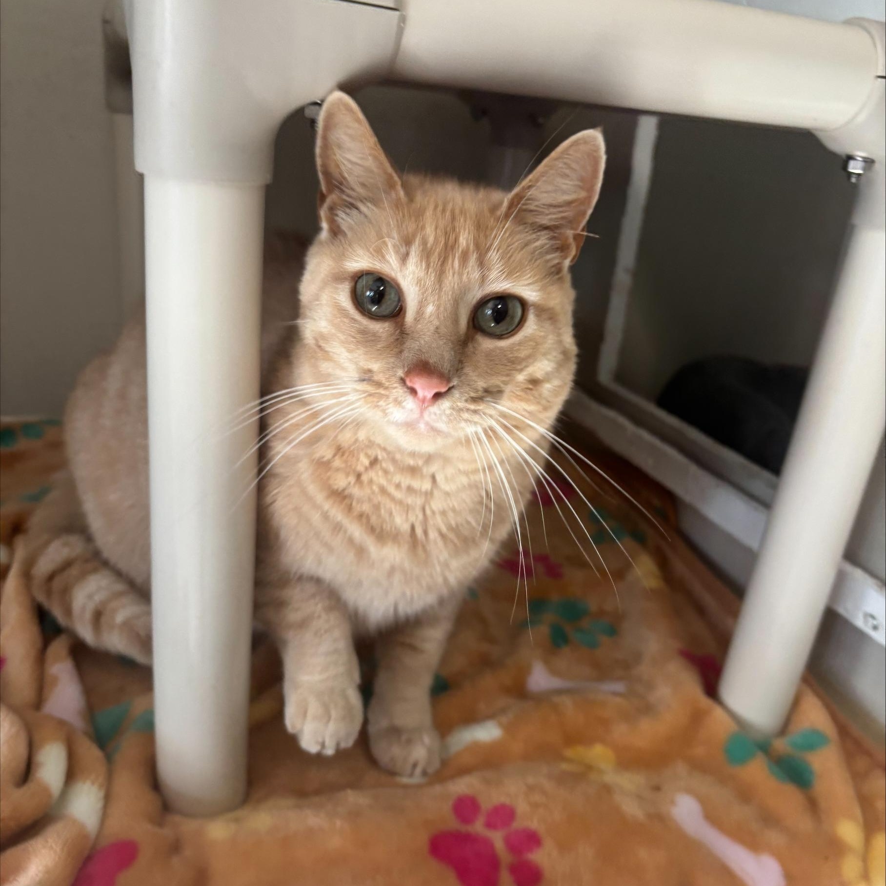 Leo, ADOPTABLE, Adult Male Domestic Short Hair.