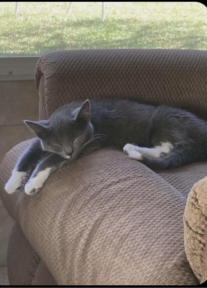 Enlarge Scrappy, an adopted Domestic Short Hair in Trinity, NC image 1/1