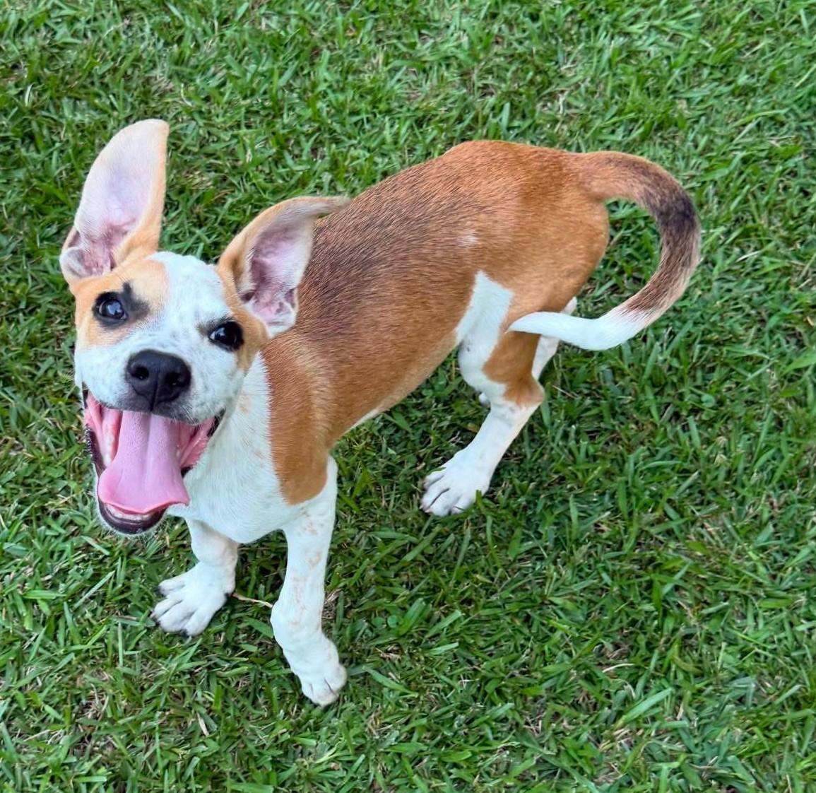 Toffee, ADOPTABLE, Puppy Male Mixed Breed.