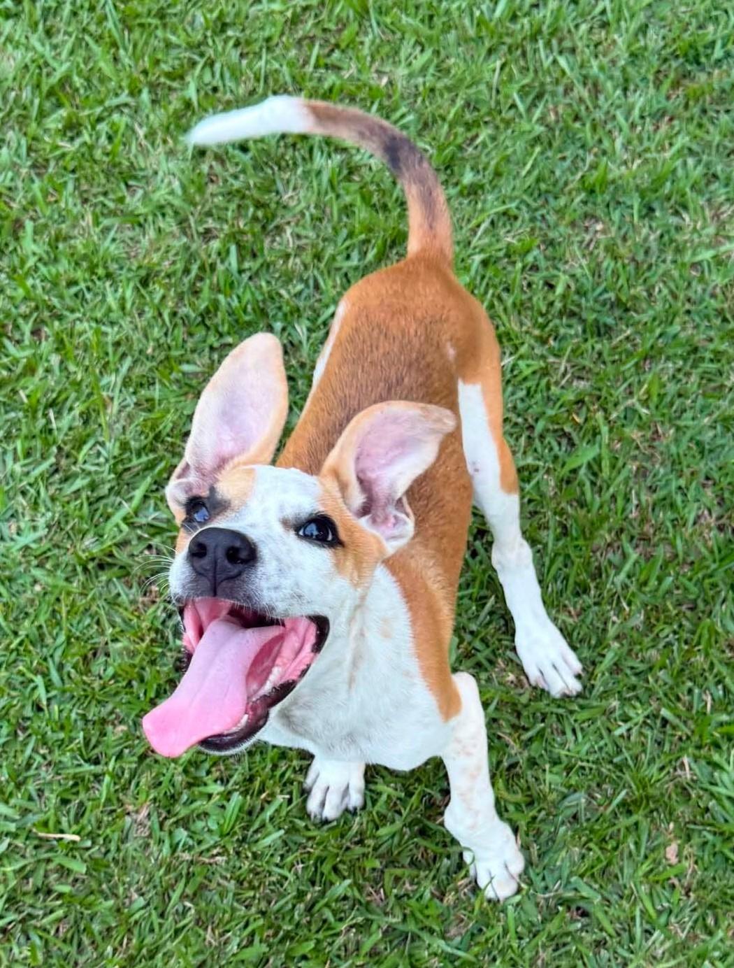 Toffee, a ADOPTABLE Mixed Breed in Northwood, NH image 3/3