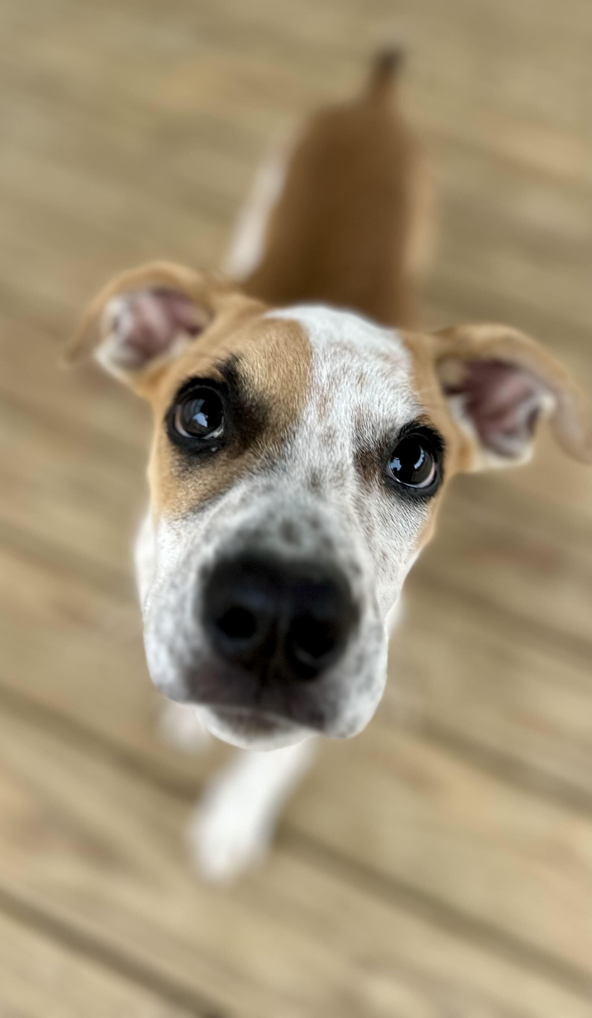 Enlarge Toffee HERE IN NH, a Adoptable Mixed Breed in Northwood, NH image 1/3