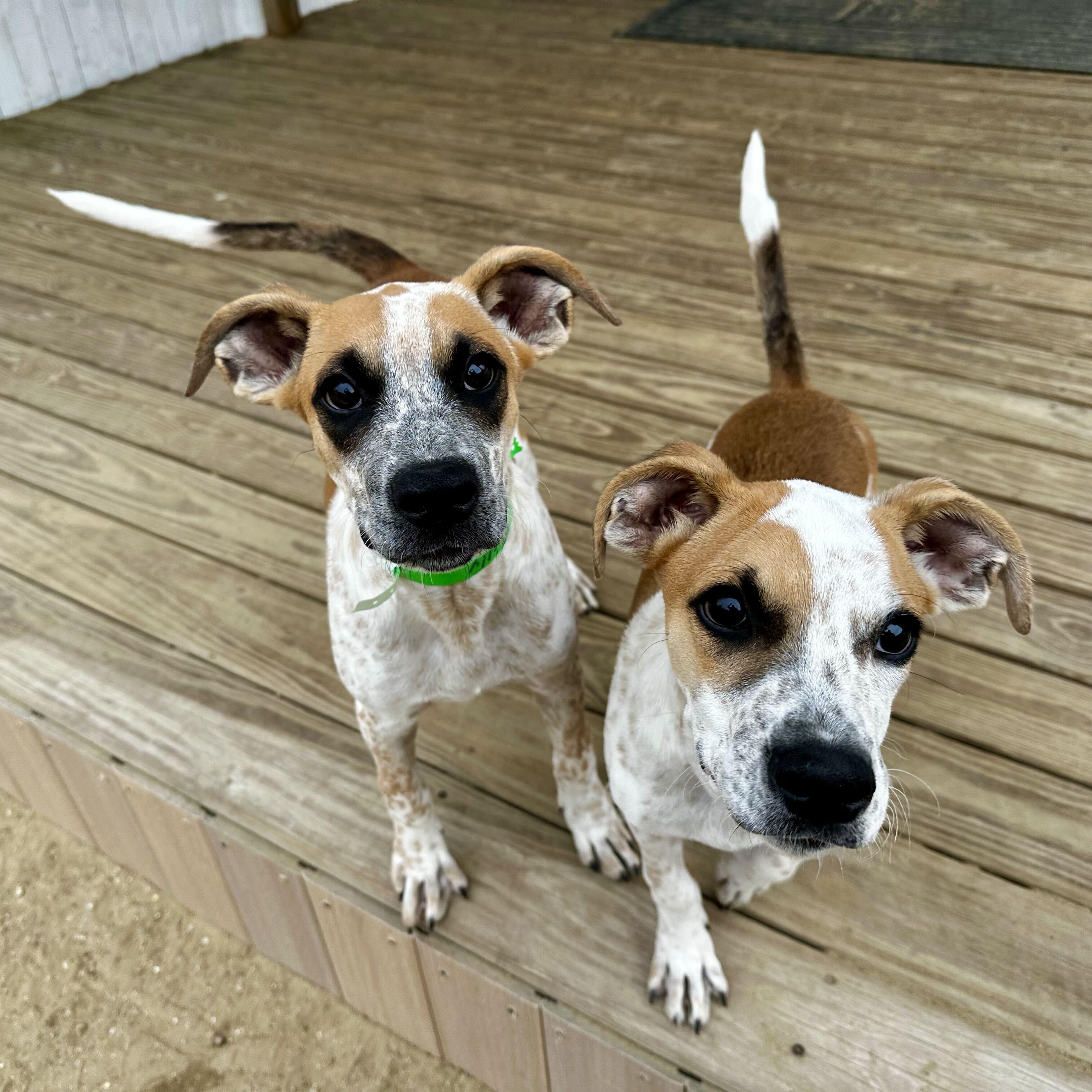 Enlarge Toffee HERE IN NH, a Adoptable Mixed Breed in Northwood, NH image 2/3