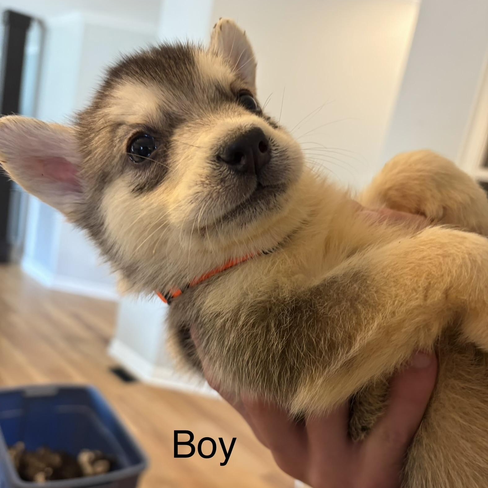 Brady, adopted, Puppy Male Siberian Husky & German Shepherd Dog.