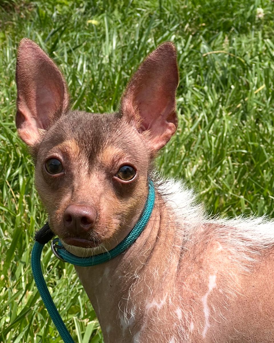 Mimi, Adoptable, Young Female Chihuahua.