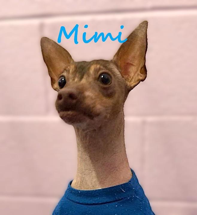 Mimi, a Adoptable Chihuahua in Warwick, NY image 2/2