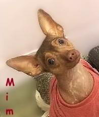Mimi, Adoptable, Young Female Chihuahua.