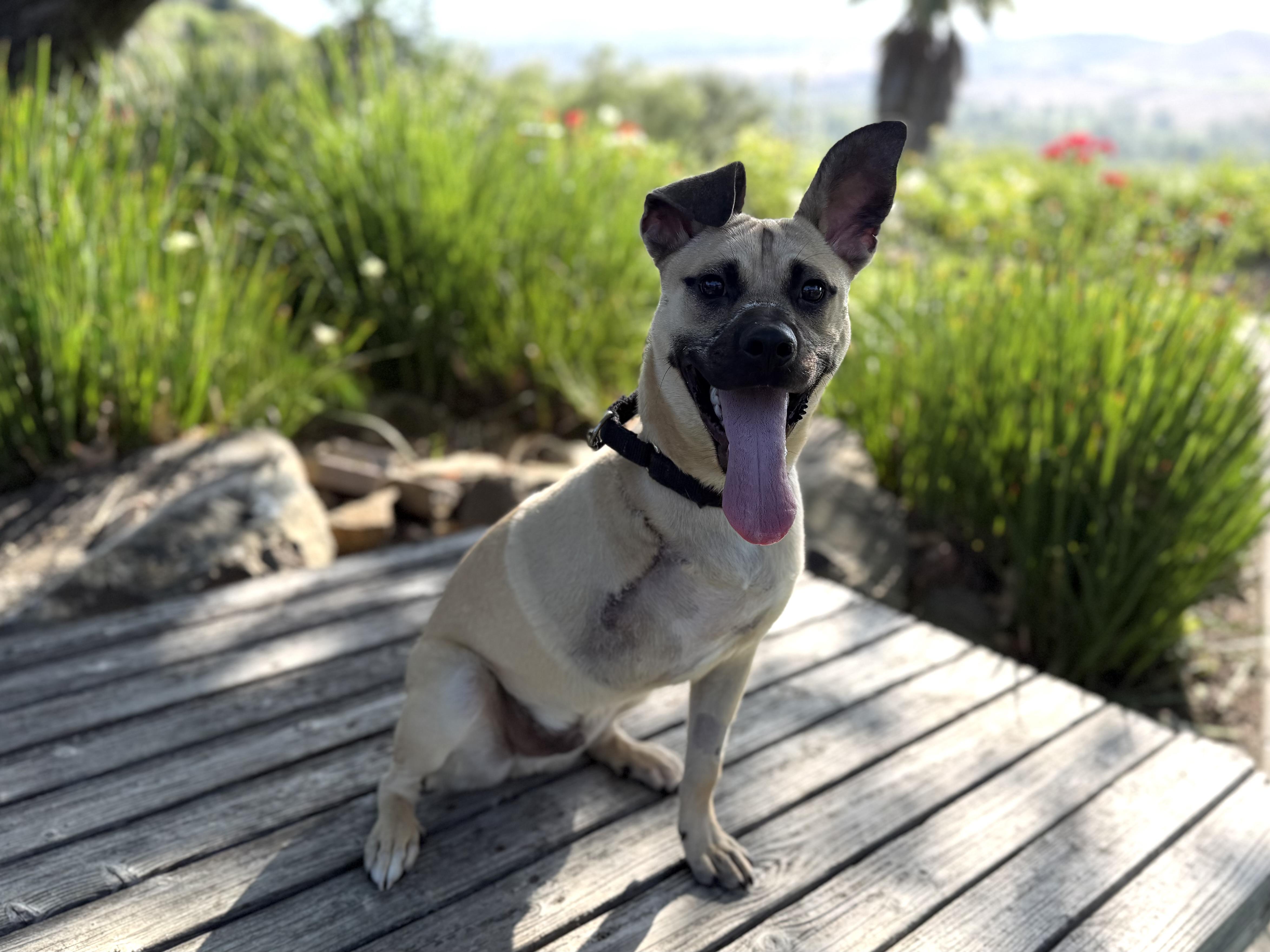 Ranger, ADOPTABLE, Young Male German Shepherd Dog.