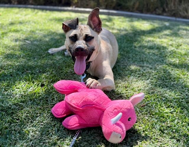 Enlarge Ranger, a ADOPTABLE German Shepherd Dog in Mission Viejo, CA image 2/2